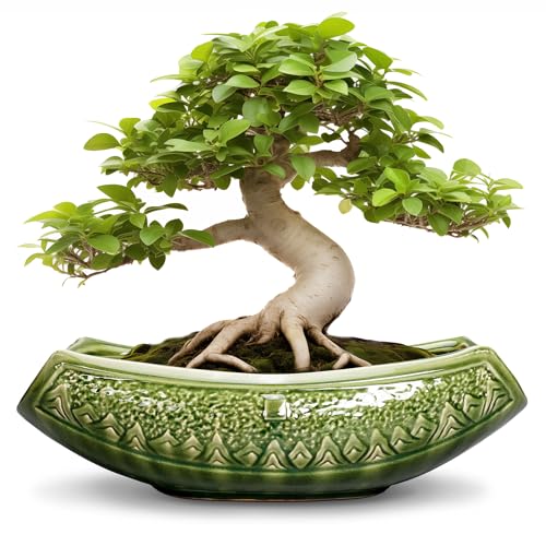 Teagas Bonsai Planter 18 Inch - Large Ceramic Succulent Pots with Drainage Hole, Bonsai Pots for Indoor Outdoor Plant, Ceramic Flower Pot, Decorative Plant Pot, Garden Decor, Housewarming Gift, Green - Image 1
