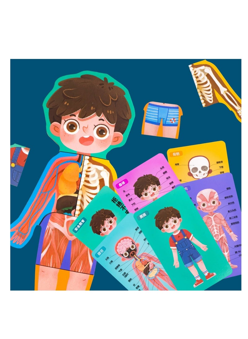 Factory Price Treehole Body Structure Puzzle Toy Set - Boy - Image 3