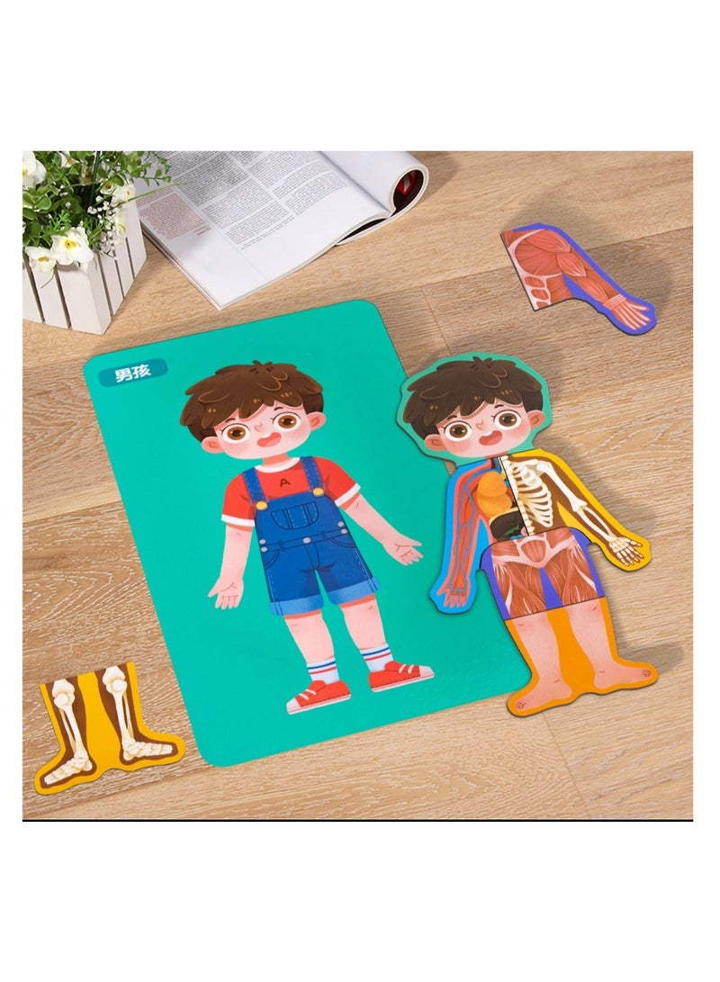Factory Price Treehole Body Structure Puzzle Toy Set - Boy - Image 2