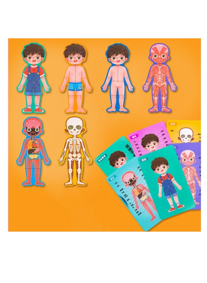 Factory Price Treehole Body Structure Puzzle Toy Set - Boy - Image 4