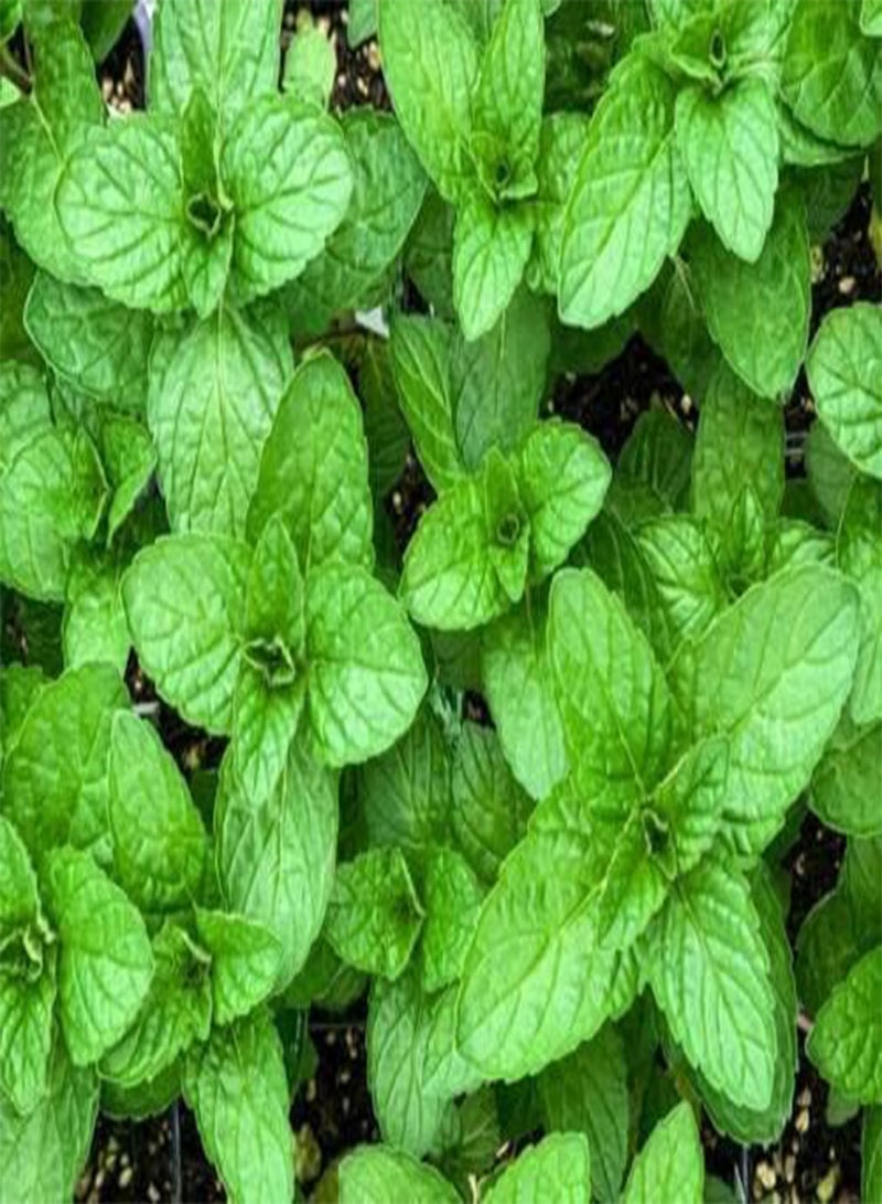 GGOOT 565 Seeds of Mint, Grow Your Own Herbs Simply Garden 