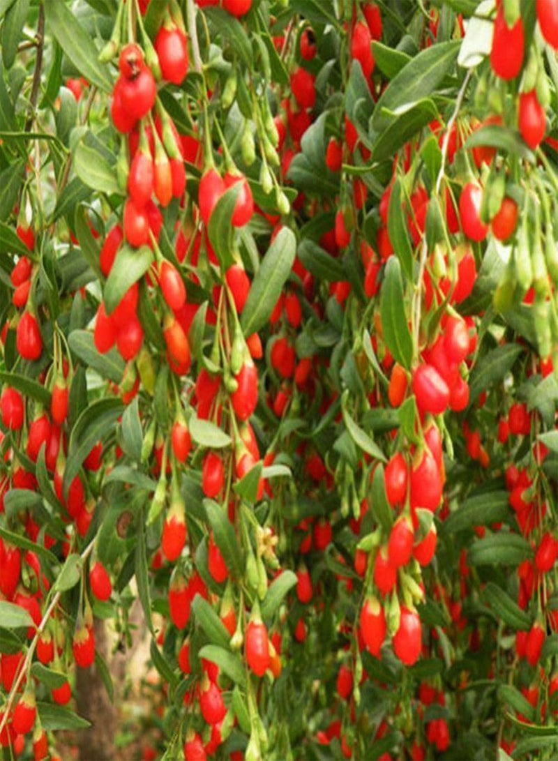 GGOOT Green Plants-10Pcs Chinese Barbary Wolfberry Seeds Medlar Goji Berry Lycii Healthy Fruit - Image 4
