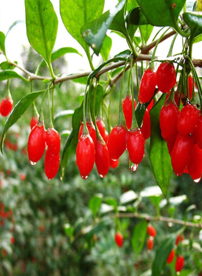 GGOOT Green Plants-10Pcs Chinese Barbary Wolfberry Seeds Medlar Goji Berry Lycii Healthy Fruit - Image 1