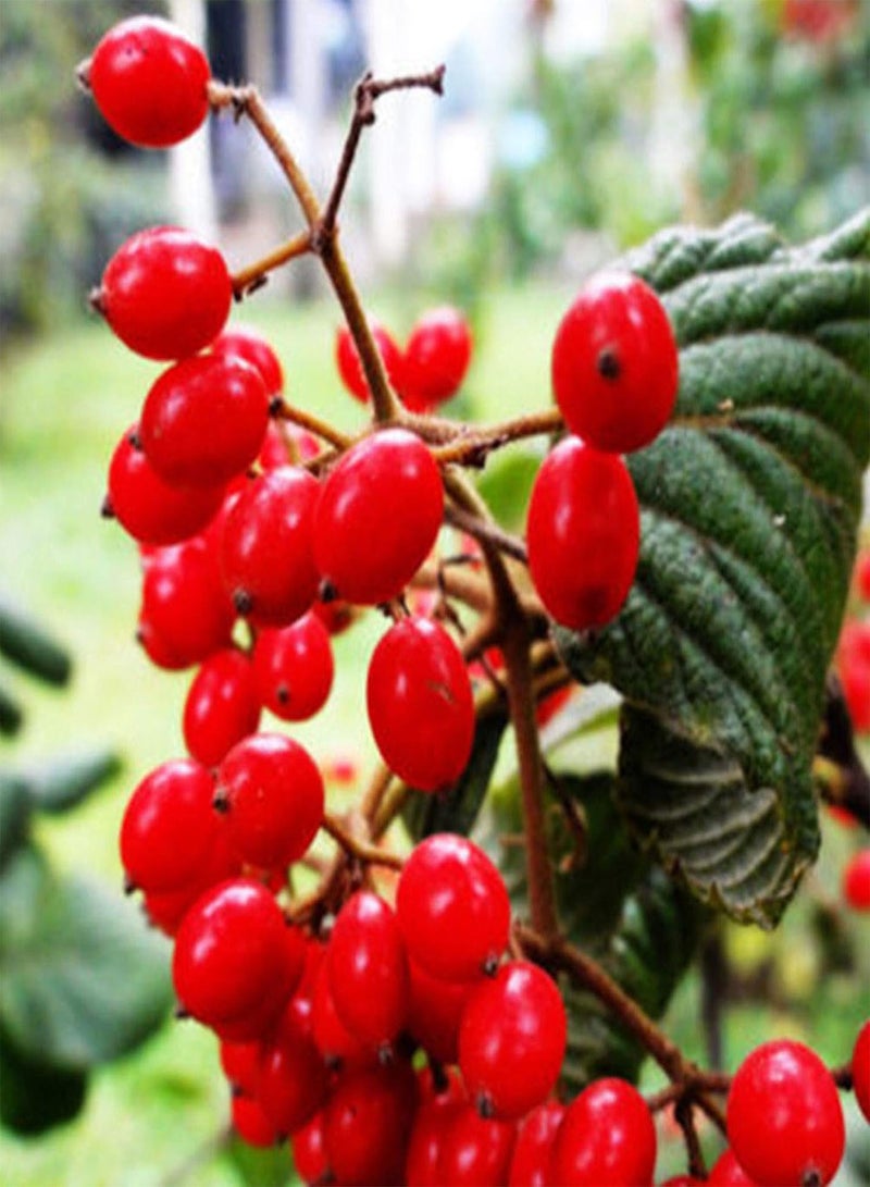 GGOOT Green Plants-10Pcs Chinese Barbary Wolfberry Seeds Medlar Goji Berry Lycii Healthy Fruit - Image 2