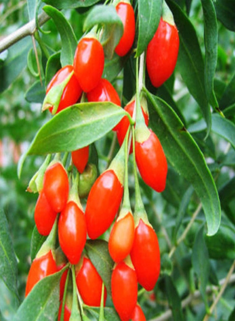 GGOOT Green Plants-10Pcs Chinese Barbary Wolfberry Seeds Medlar Goji Berry Lycii Healthy Fruit - Image 3