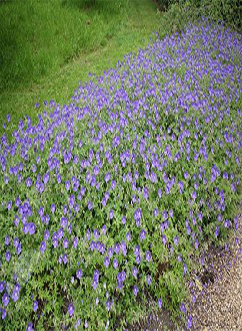 GGOOT Geranium,(2 Plant/Bareroot) Johnson Blue, - Image 3