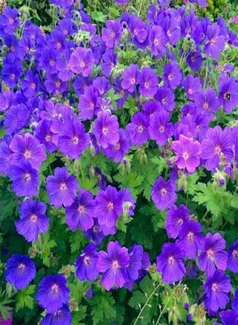 GGOOT Geranium,(2 Plant/Bareroot) Johnson Blue, - Image 1