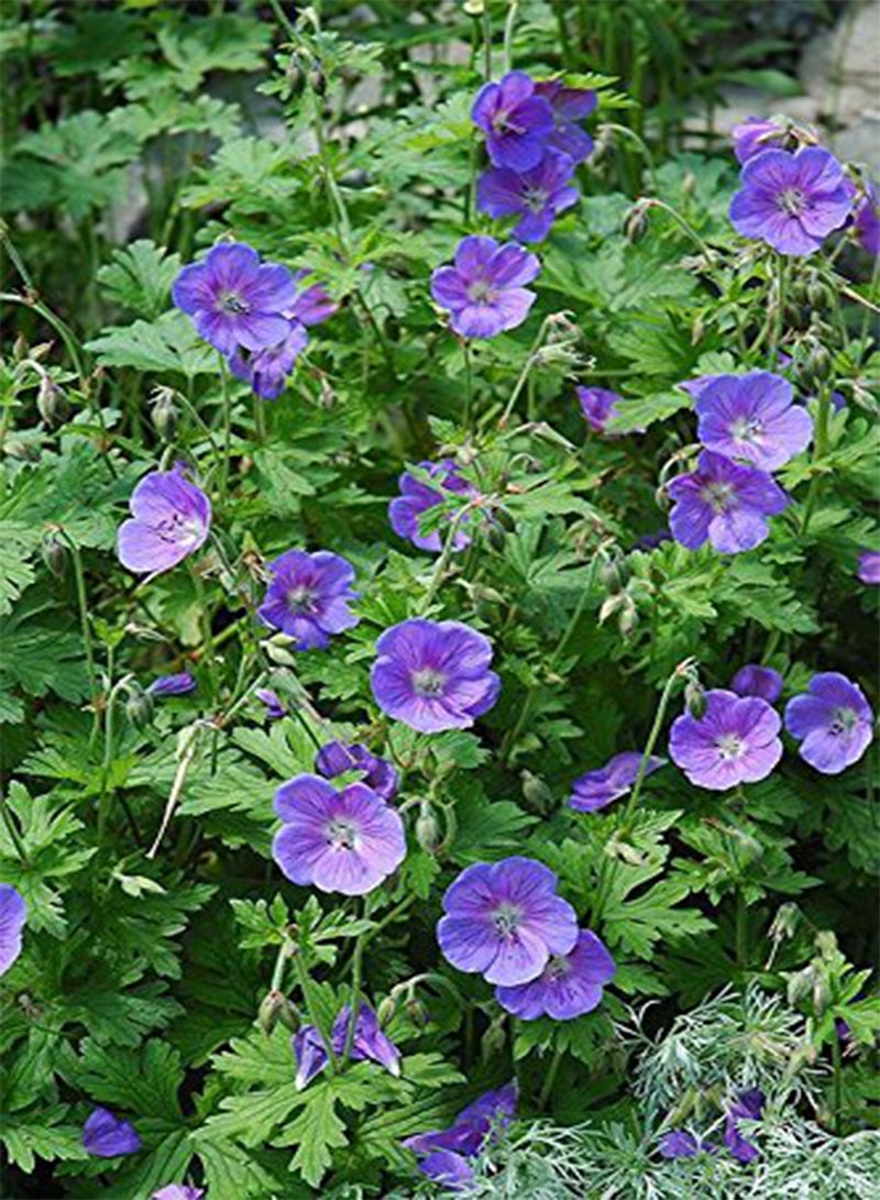 GGOOT Geranium,(2 Plant/Bareroot) Johnson Blue, - Image 4