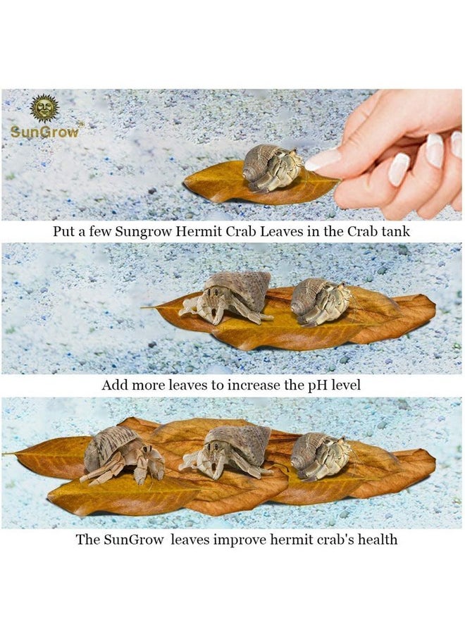 SunGrow - SunGrow 10 Pack Hermit Crab Large Catappa Indian Almond Leaves, Tarantula Dried Leaves for Spawning, Source of Cellulose and Nutrition for Isopods and Crickets, Create Humid Vivarium Habitat, 8” - Image 1