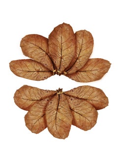 SunGrow 10 Pack Hermit Crab Large Catappa Indian Almond Leaves, Tarantula Dried Leaves for Spawning, Source of Cellulose and Nutrition for Isopods and Crickets, Create Humid Vivarium Habitat, 8”