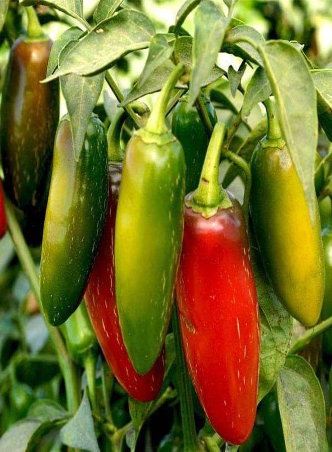 Kanthari Chilli (Bird Eye Chilli, Kanthari Mulaku) Green, Red Pack of 100 Seeds - Image 4