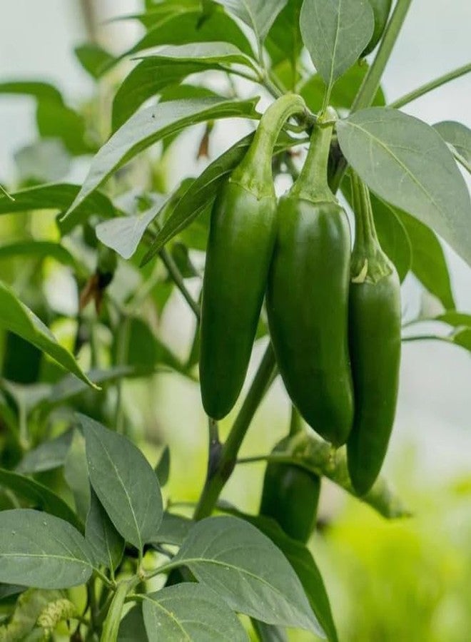 Kanthari Chilli (Bird Eye Chilli, Kanthari Mulaku) Green, Red Pack of 100 Seeds - Image 2