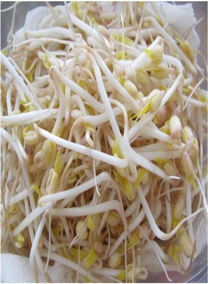 GGOOT Organic Sprouting Seed - Mung Bean - 400GM - Bulk - Image 1