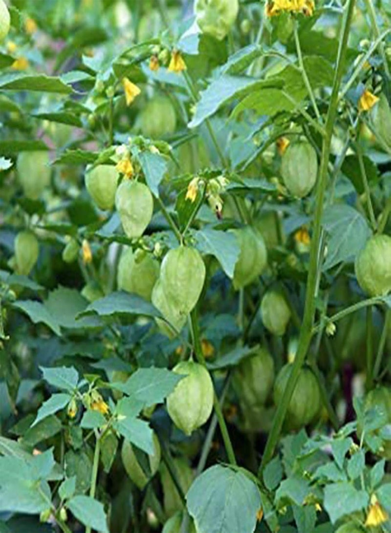 GGOOT Seed for Planting,50Pcs/Bag Physalis Peruviana Seeds Natural Edible Crops Prolific Peru Ground Cherry Seeds for Planting Seeds for Outdoor-Physalis Pruinosa Seeds* - Image 3