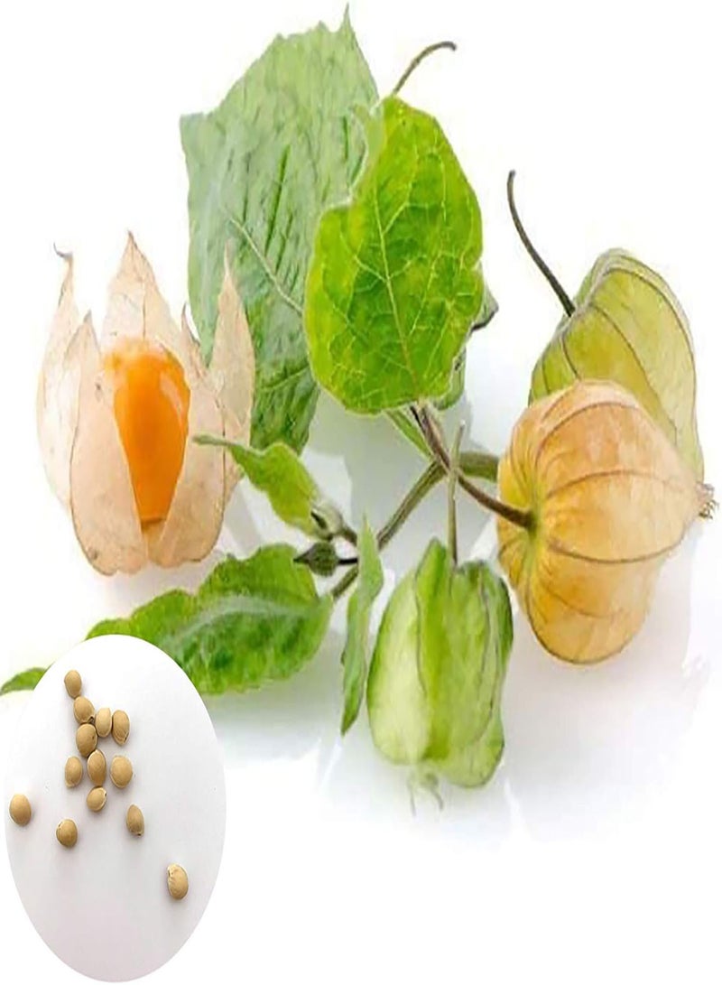 GGOOT Seed for Planting,50Pcs/Bag Physalis Peruviana Seeds Natural Edible Crops Prolific Peru Ground Cherry Seeds for Planting Seeds for Outdoor-Physalis Pruinosa Seeds* - Image 1