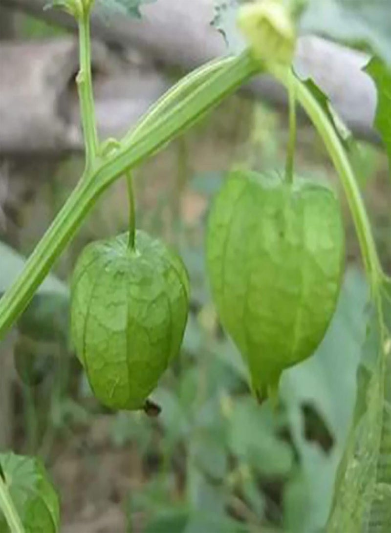 GGOOT Seed for Planting,50Pcs/Bag Physalis Peruviana Seeds Natural Edible Crops Prolific Peru Ground Cherry Seeds for Planting Seeds for Outdoor-Physalis Pruinosa Seeds* - Image 2