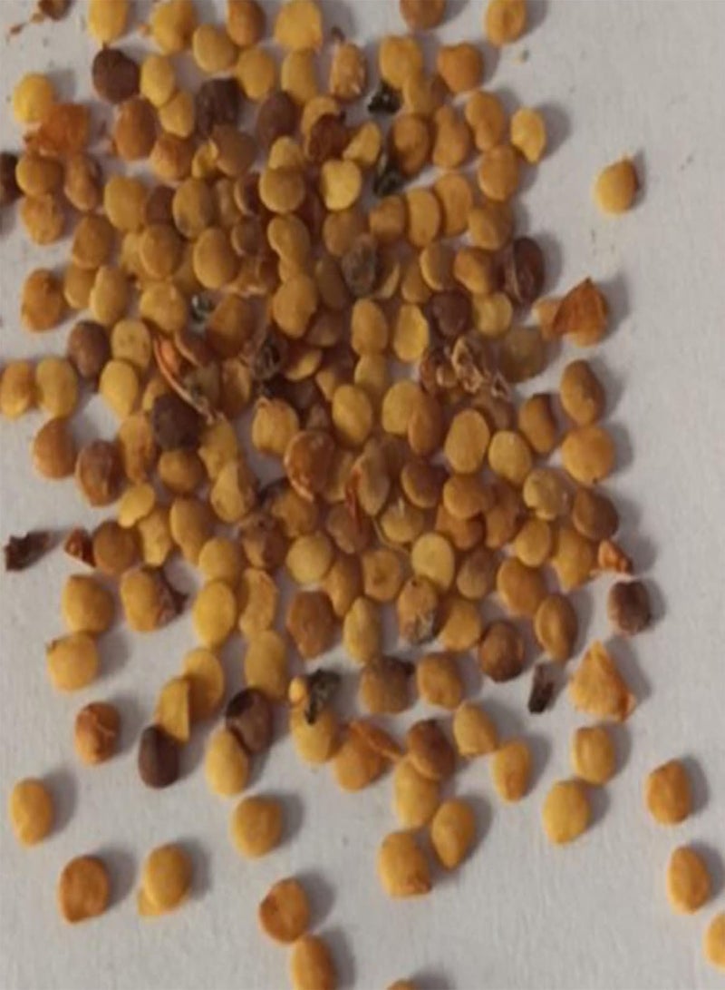 GGOOT Seed for Planting,50Pcs/Bag Physalis Peruviana Seeds Natural Edible Crops Prolific Peru Ground Cherry Seeds for Planting Seeds for Outdoor-Physalis Pruinosa Seeds* - Image 4