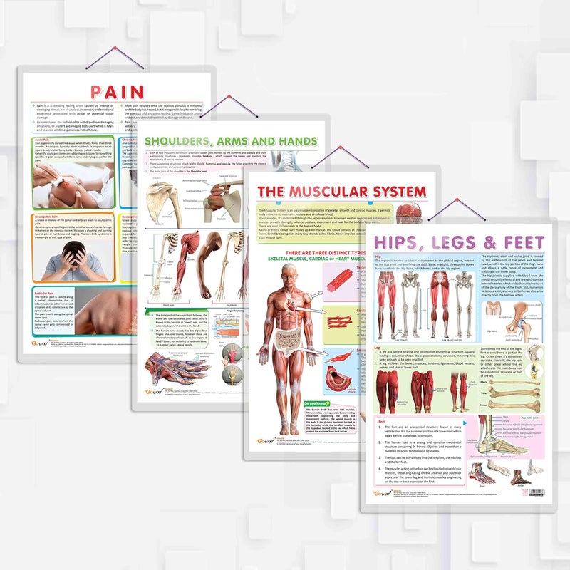 GoWoo COMBO OF 4 ANATOMY CHARTS - Image 1