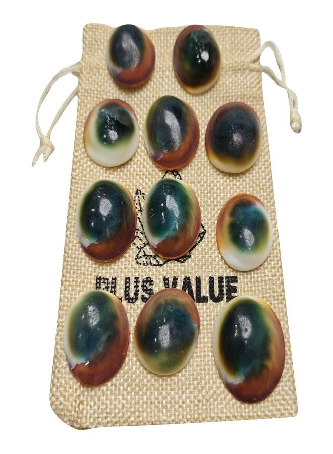 Plus Value 100% Natural Rare Gomti Gomati Chakra Original for Prosperity & Good Health | Vastu Product & Astrological Remedies from Gomthi River (11pcs) - Image 3