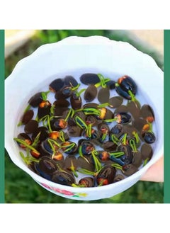 Generic 50 Pcs Mixed Bonsai Lotus Flower Seeds Mixed Color Water Lily Flower Plant Fresh Garden Seeds,for Growing Seeds in The Garden  - Image 2