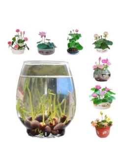 Generic 50 Pcs Mixed Bonsai Lotus Flower Seeds Mixed Color Water Lily Flower Plant Fresh Garden Seeds,for Growing Seeds in The Garden  - Image 5