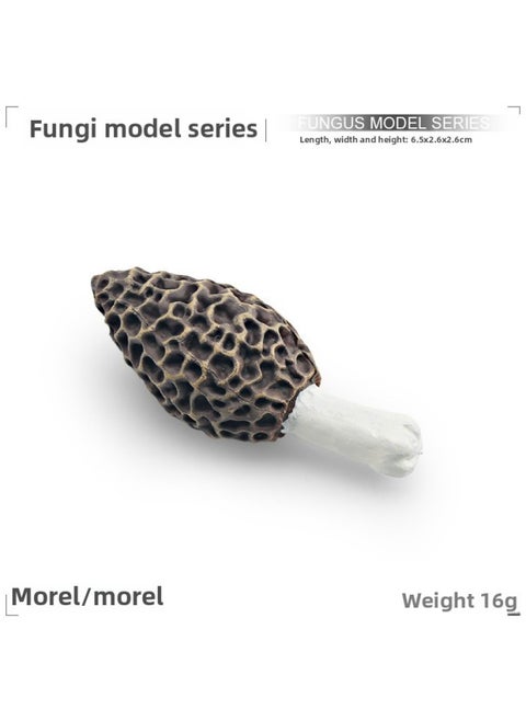 Simulation Fungus Mushroom Model Lentinus Edodes Long Skirt Bamboo Mushroom Poisonous Rope Umbrella Real Agaricus Mushroom Matsutake Amanita Mushroom Ornaments-Color:Pl127-2156 Morels 16g