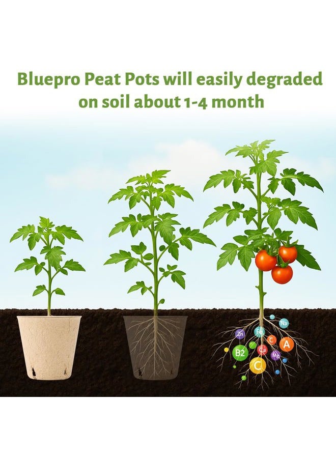 Bluepro 120 Packs 3.15 Inch Peat Pots, Biodegradable Pots for Seedlings with Drainage Holes, Herb Seed Starter - Image 4