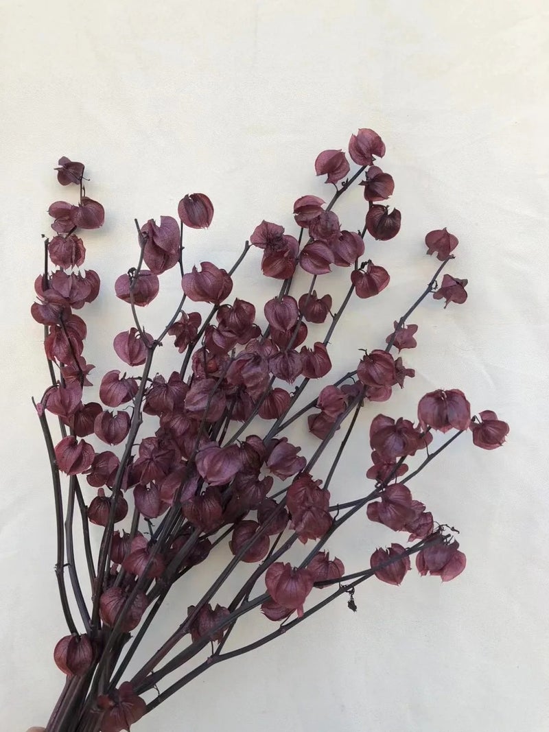 Bluejw Ins Cape Gooseberry Dried Flowers - Real Preserved Fresh Flower Decorations, Natural Dried Plants for Home Decor - Image 1