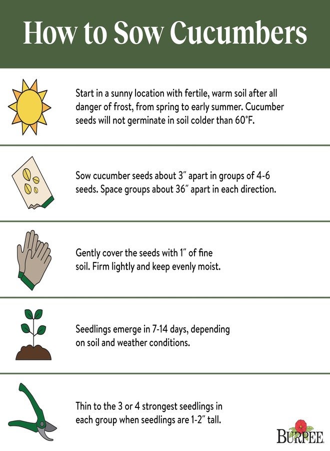 Burpee 'Lemon' Cucumber Seeds, 100 Non-GMO seeds, Heirloom - Image 4