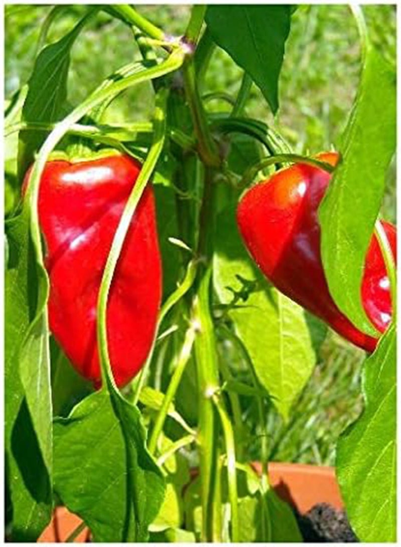 GGOOT Chili Pepper"Turkish Caps“ (Capsicum annum) - 10 Seeds -