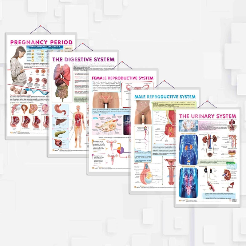 GoWoo COMBO OF 5 ANATOMY CHARTS - Image 1