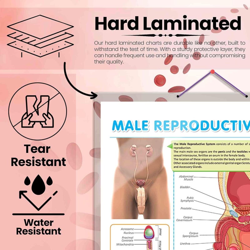 GoWoo COMBO OF 5 ANATOMY CHARTS - Image 3