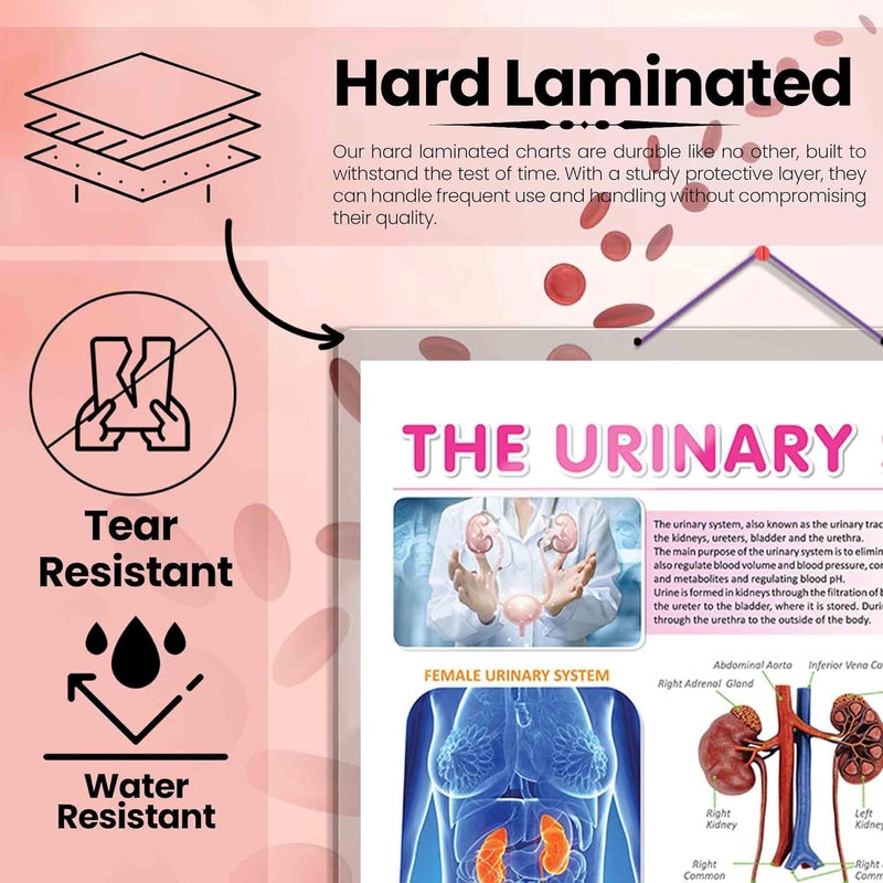 GoWoo COMBO OF 5 ANATOMY CHARTS - Image 2