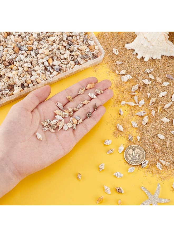 About 1300-1500pcs Pets Shells, No Hole Conch Spiral Shells Ocean Beach for Home, Epoxy Resin, Beach Theme Party, Wedding - Image 2