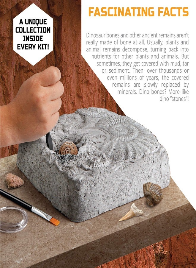 Discovery™ Colossal Fossil Dig Set, 15-Piece Archeology Excavation Kit, Uncover Real Shark Teeth & More, Every Fossil Set is Unique, STEM Toys for Boys and Girls - Image 4