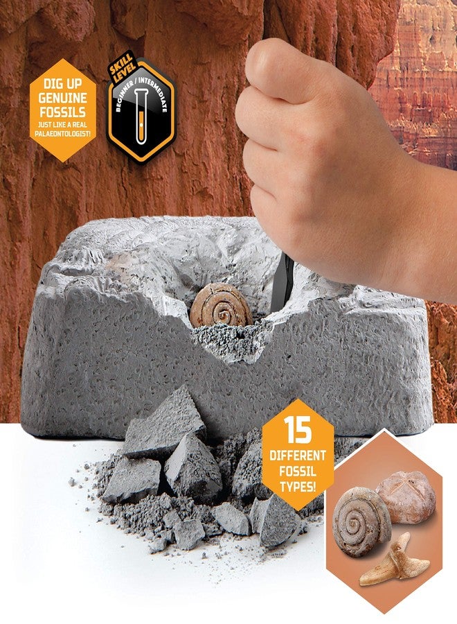 Discovery™ Colossal Fossil Dig Set, 15-Piece Archeology Excavation Kit, Uncover Real Shark Teeth & More, Every Fossil Set is Unique, STEM Toys for Boys and Girls - Image 3