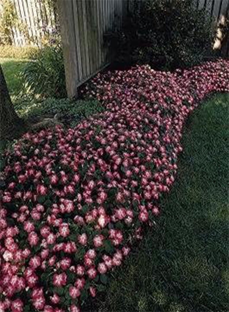 جي جوت بذور Impatiens Super Elfin Starburst Salmon (100 بذرة)