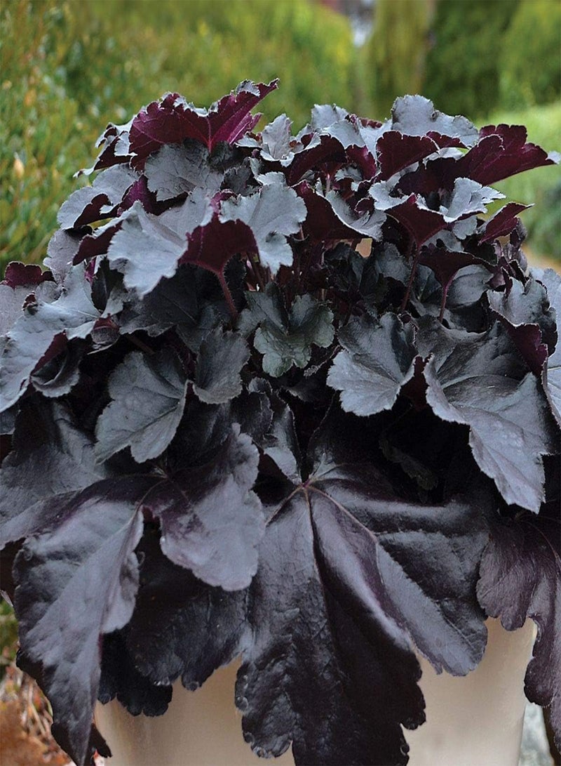 GGOOT 10pcs Heuchera Coral Bells Black Obsidian Plant Seeds - Image 3