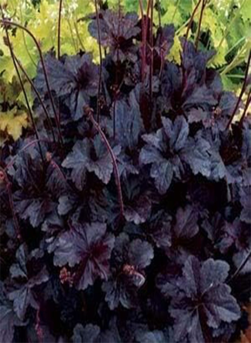 GGOOT 10pcs Heuchera Coral Bells Black Obsidian Plant Seeds - Image 1