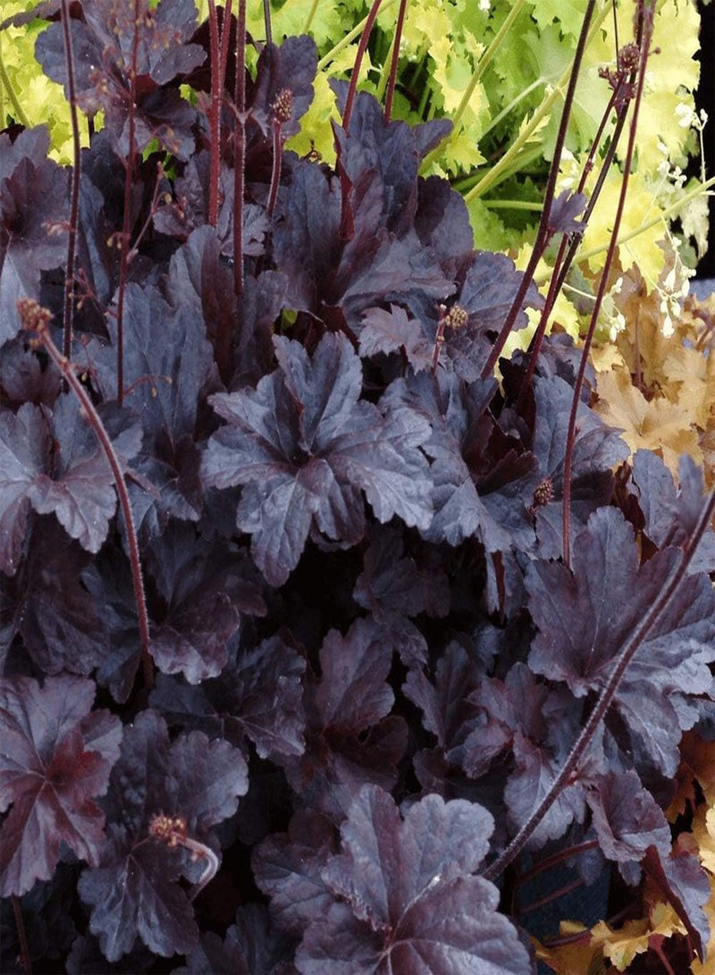 GGOOT 10pcs Heuchera Coral Bells Black Obsidian Plant Seeds - Image 2