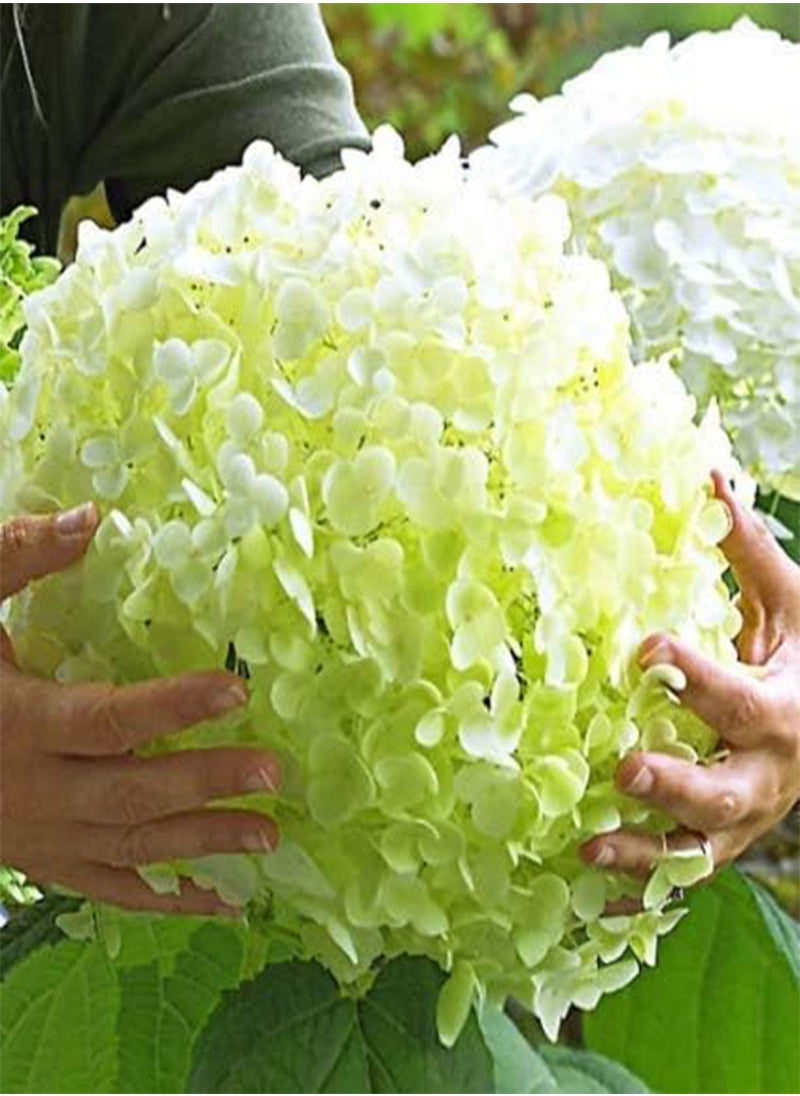 GGOOT - Rare Snowball Hydrangea 'Annabelle', Hydrangea paniculata 'Magical Moonlight' Hardy Perennial Flower Seeds in Border/a Large Patio Container - Image 1