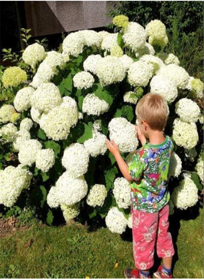 GGOOT - Rare Snowball Hydrangea 'Annabelle', Hydrangea paniculata 'Magical Moonlight' Hardy Perennial Flower Seeds in Border/a Large Patio Container - Image 1