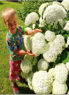 Rare Snowball Hydrangea 'Annabelle', Hydrangea paniculata 'Magical Moonlight' Hardy Perennial Flower Seeds in Border/a Large Patio Container