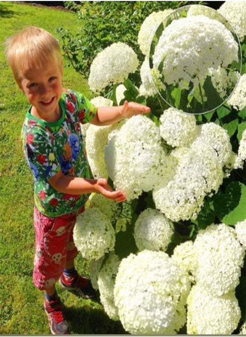 GGOOT - Rare Snowball Hydrangea 'Annabelle', Hydrangea paniculata 'Magical Moonlight' Hardy Perennial Flower Seeds in Border/a Large Patio Container - Image 1