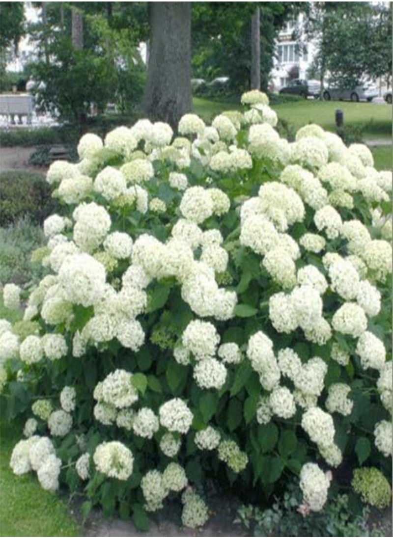 GGOOT - Rare Snowball Hydrangea 'Annabelle', Hydrangea paniculata 'Magical Moonlight' Hardy Perennial Flower Seeds in Border/a Large Patio Container - Image 1
