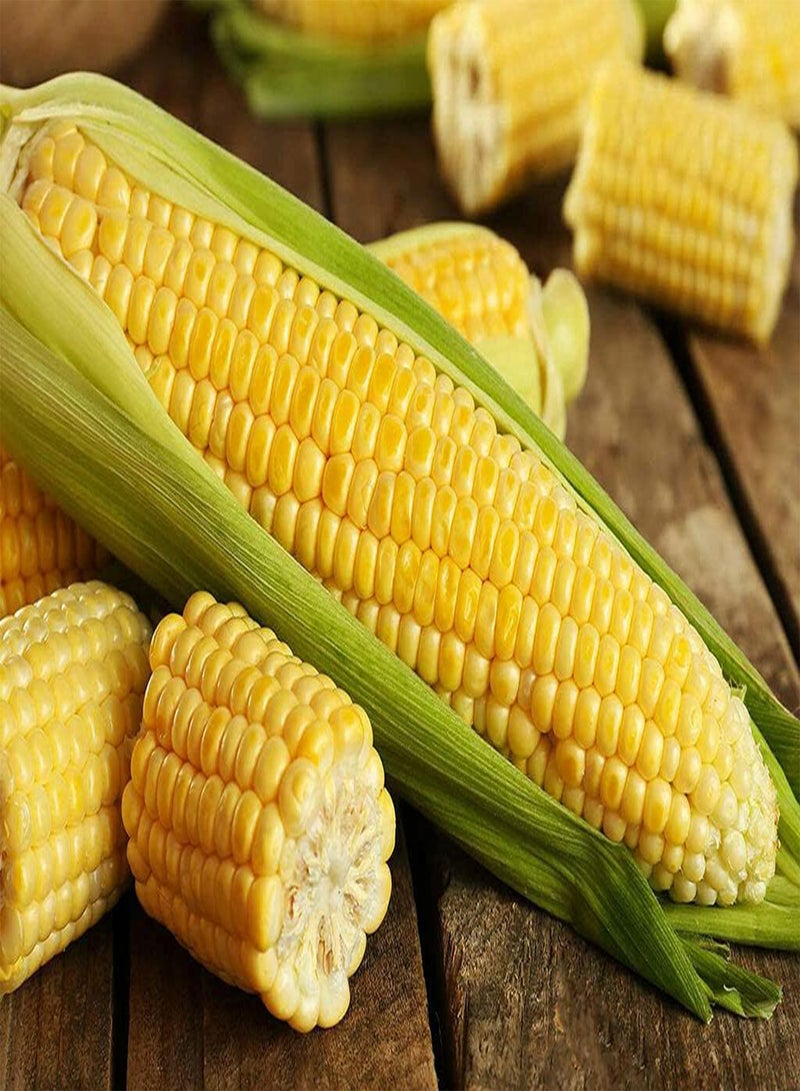 GGOOT 100 Seeds of Maize - ZEA MAYS - Corn - Image 1