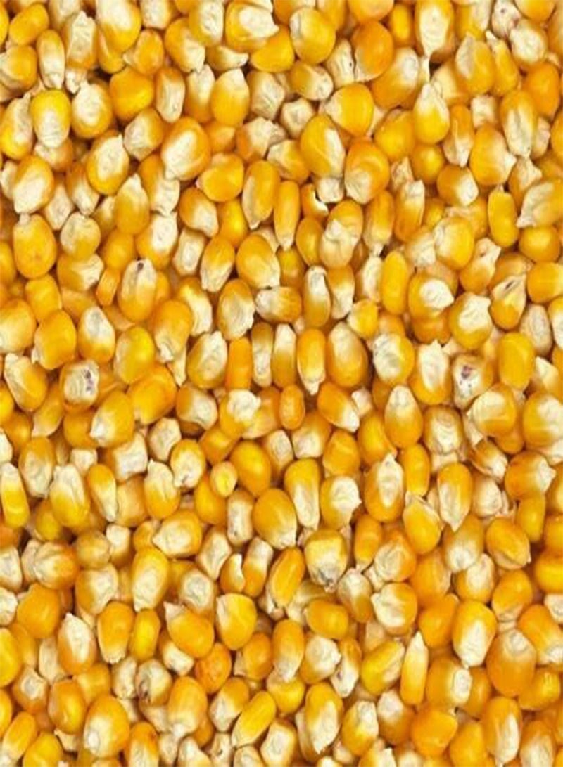GGOOT 100 Seeds of Maize - ZEA MAYS - Corn - Image 2
