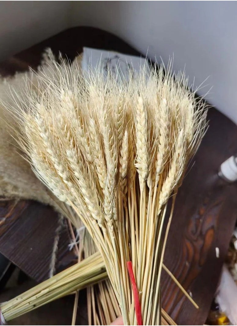 Generic Dried wheat / natural wheat 50 Pieces  - Image 1