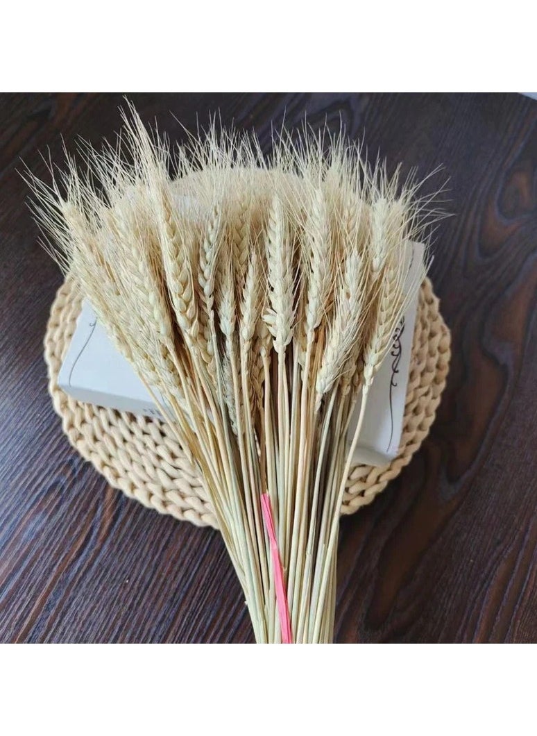Generic Dried wheat / natural wheat 50 Pieces  - Image 3