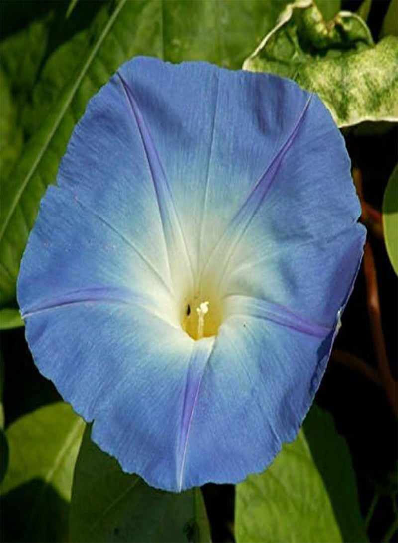 GGOOT Morning Glory Seed, Blue Bonnet, 50 Seeds, Organic, Glowing Blue Season Long Blooms